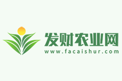 叶插繁殖碧玉的方法